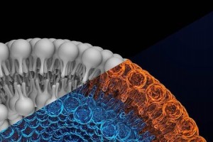 科学家运用镧系元素结合标签在细胞膜水平上对蛋白质成像