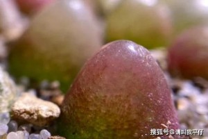 乡村遍地都是的野菜具有清热祛湿的成效第二种是'失眠'克星!