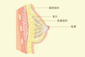 乳房是由什么构成丰胸是疏通乳腺仍是添加乳房中的脂肪组织